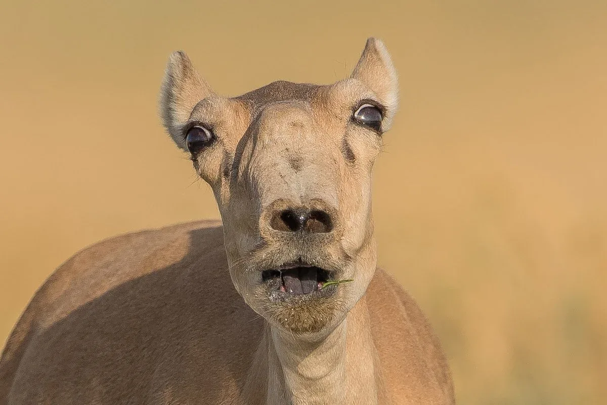 saiga.webp {Крупный план головы сайгака с характерным хоботком}